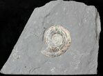 Brilliant Psiloceras Ammonite - England #25773-1